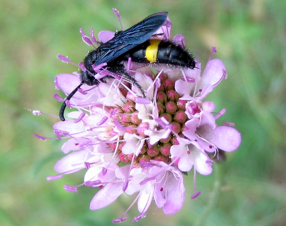 Hymenoptera: Scolia hirta unifasciata e Megascolia maculata flavifrons